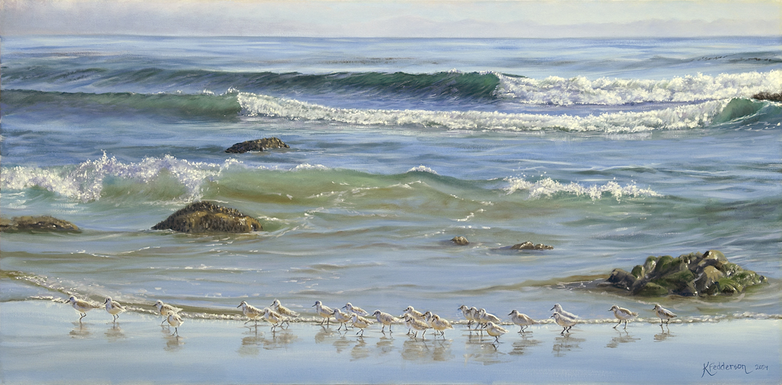 coal oil point sea birds california