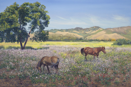 Img of wildflowers along a California Hey